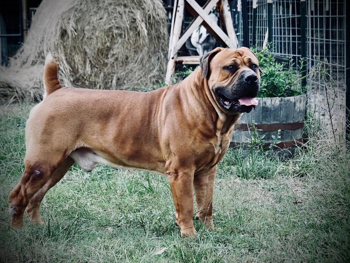 Peterbuilt Boerboel profile photo