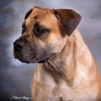 Platinum Boerboels profile photo
