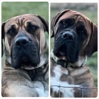 R&R Boerboels of Michigan profile photo