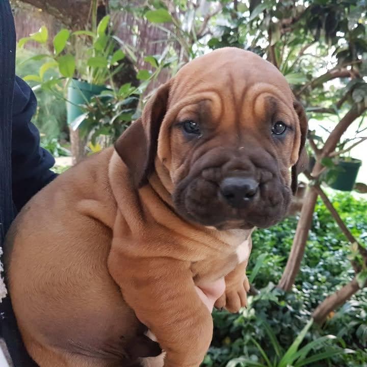 Rock Boerboels profile photo