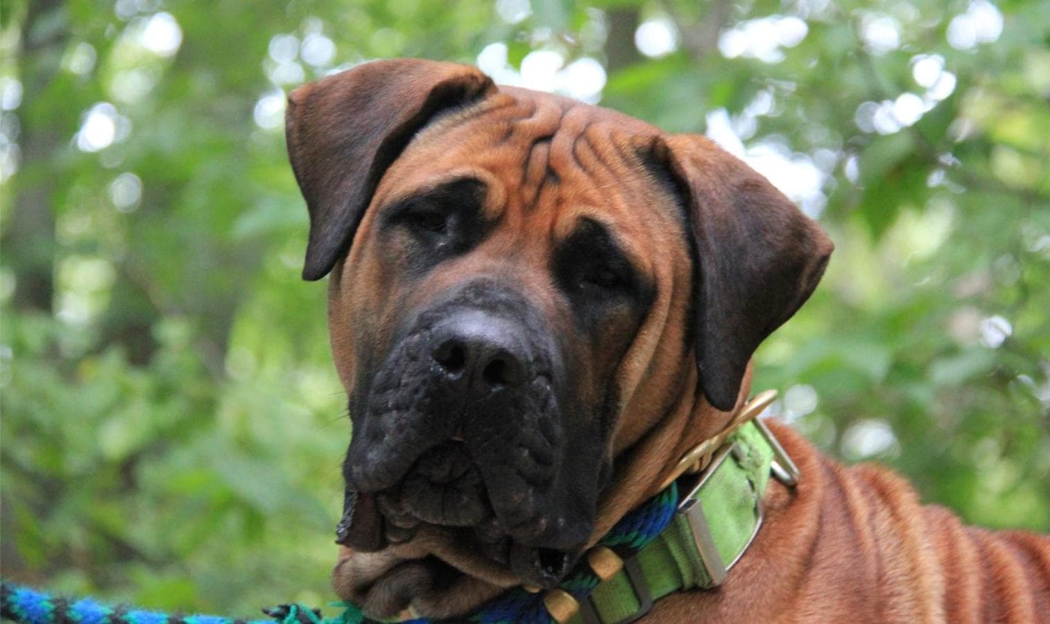 Rocky Top Boerboels profile photo