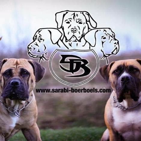 Sarabi Boerboels profile photo