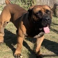 Savage Kingdom Boerboels profile photo