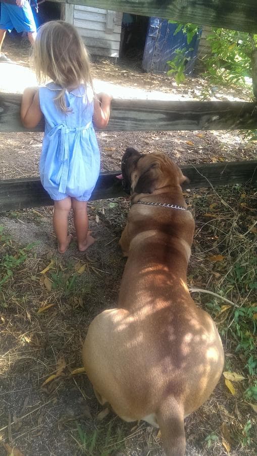 South Florida Boerboels profile photo