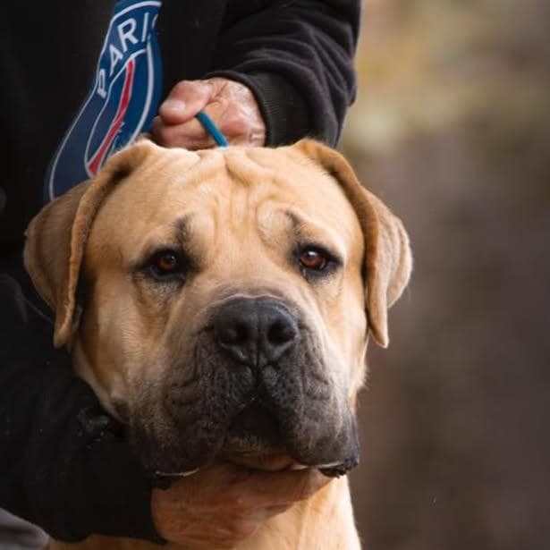 Sparta Pride Boerboel profile photo