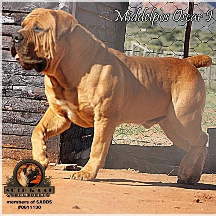 Suid Kaap Boerboele profile photo