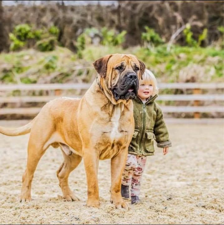 Topguard Kennels profile photo