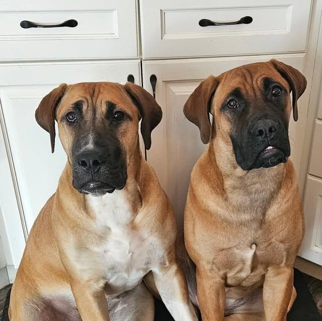 True North Boerboels profile photo