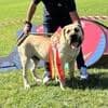 Unique Boerboels profile photo