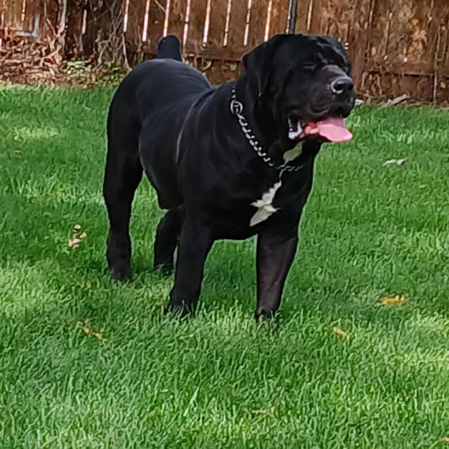 YC Prime Boerboels (YC Prime Kennelz) profile photo