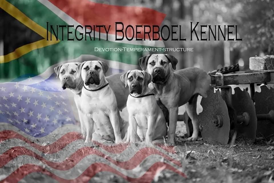 Integrity Boerboel Kennels profile photo