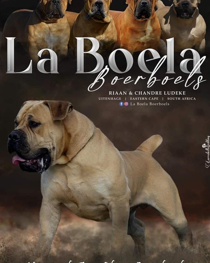 La Boela Boerboels profile photo